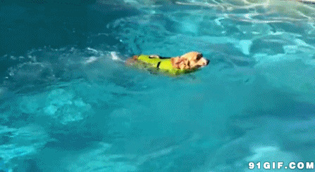 狗狗穿泳衣游泳搞笑图片