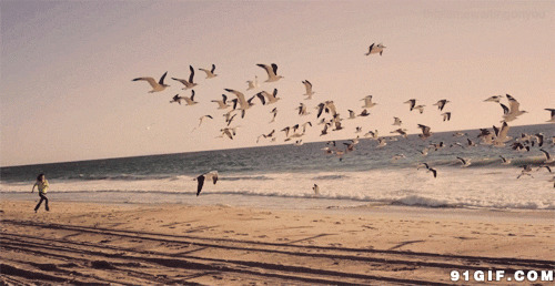 海滩追赶海鸥动态图片