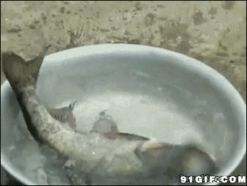 猫猫吃活鱼搞笑视频图片