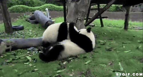 大熊猫打闹摔倒视频图片