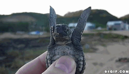 手拿小乌龟搞笑视频图片:乌龟