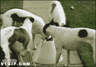 狗狗抢食物搞笑视频图片:狗狗
