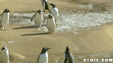 企鹅与乌鸦抢食物图片:企鹅