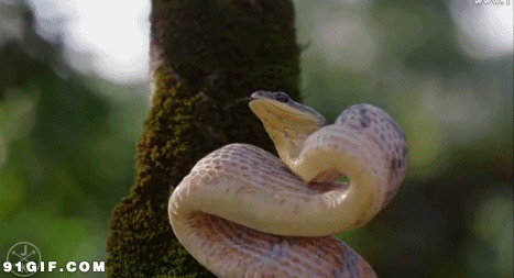 小花蛇扑食视频图片