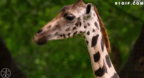 长颈鹿的长舌头图片