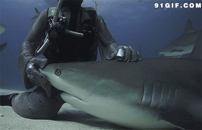 潜水员与鲨鱼动态图片:潜水员