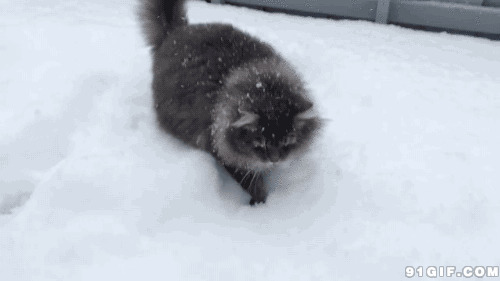 猫猫抢雪球视频图片