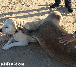 海狮欺负狗狗图片
