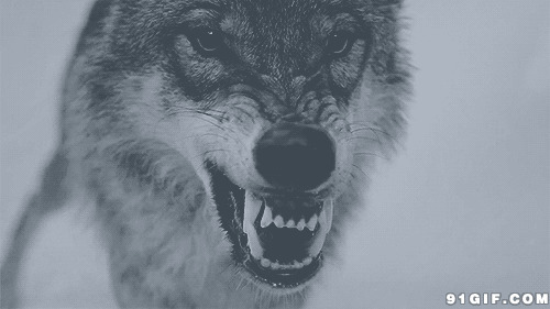野狼张嘴视频图片:野狼,恶狼