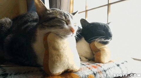 猫猫睡觉枕枕头图片