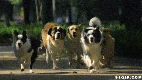 奔跑的小狗群视频图片
