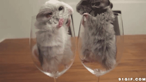 酒杯里的小老鼠视频图片:老鼠