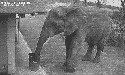 大象捡垃圾视频图片:大象