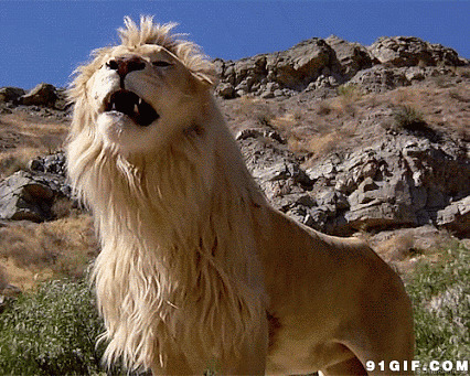 狮子抿嘴视频图片