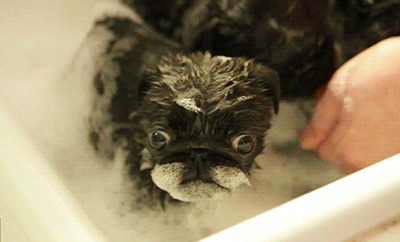狗狗洗澡gif动态图片