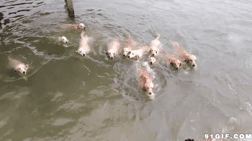 一群狗狗与主人游泳图片
