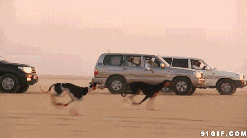 猎狗与汽车赛跑动态图片
