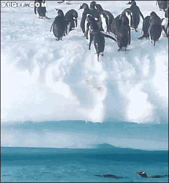 企鹅蹦上岸视频图片