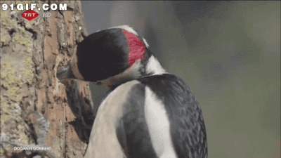 啄木鸟啄木头视频图片:啄木鸟