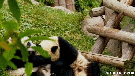 熊猫搂抱打闹视频图片:熊猫,打闹