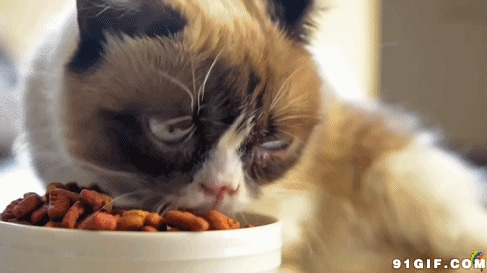 猫猫吃猫粮动态图片:猫猫,猫粮