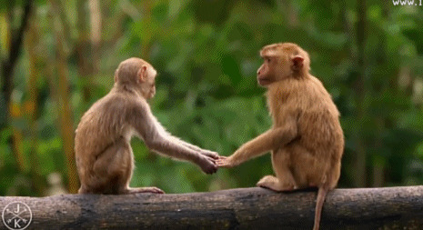 猴子也会恩爱牵手图片:猴子,牵手
