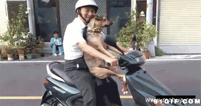 带着狗狗坐摩托车搞笑图片