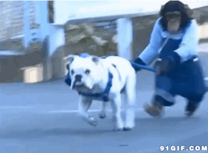 猴子大街遛狗视频图片