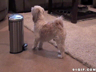 宠物狗狗捡垃圾视频图片:狗狗,垃圾桶