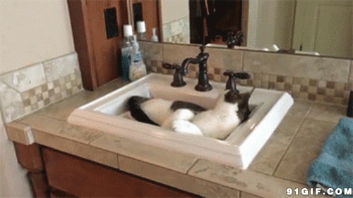 猫猫蹲进洗脸盆视频图片:猫猫