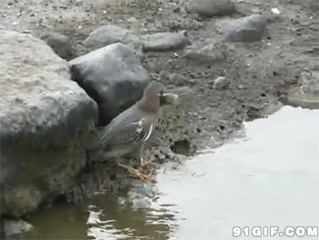 小鸟捉鱼视频图片:小鸟,捉鱼