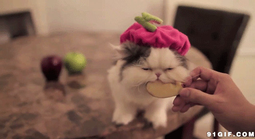 呆萌猫猫吃苹果高清图片:猫猫