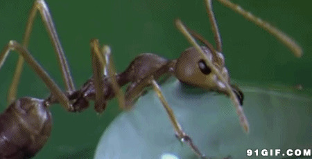 蚂蚁疯狂吃东西视频图片:蚂蚁