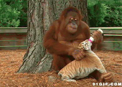 猴子给老虎喂奶视频图片