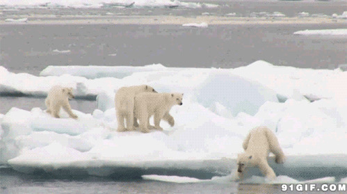 北极熊踩冰块视频图片