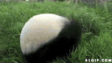 熊猫草地打滚视频图片