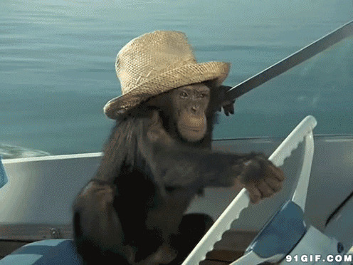 猴子开快艇视频图片:猴子