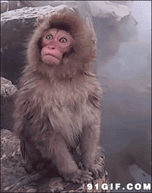 花果山猴子搞笑表情视频图片:猴子