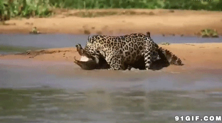 豹子扑食鳄鱼视频图片