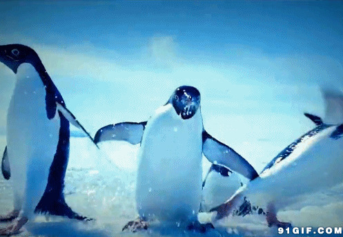 蹦蹦跳跳的企鹅视频图片:企鹅