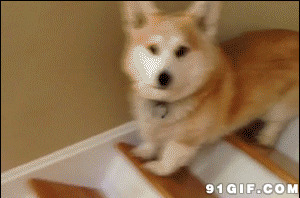 宠物狗狗蹦着下楼梯视频图片:狗狗