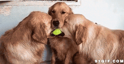 狗狗抢网球视频图片:狗狗,网球