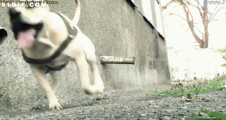 动作敏捷的狗狗动态图片:狗狗,敏捷