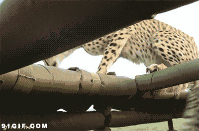 豹子跳上观光车图片