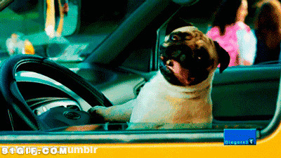 宠物狗狗开车视频图片:狗狗,开车