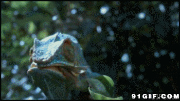 蜥蜴扑食螳螂动态图片