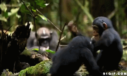 黑猴子打闹视频图片