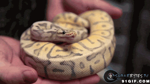 小蛇张嘴视频图片