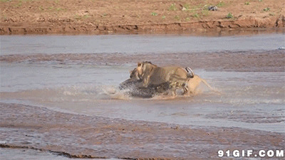 狮子捕食鳄鱼图片