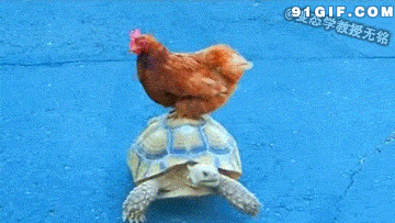 乌龟驮着公鸡搞笑图片:乌龟,公鸡